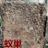 別墅墻體挖出超大白蟻巢?。?！