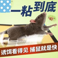 如何使用粘鼠板成功滅鼠？